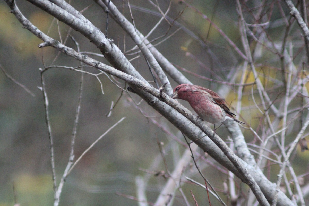 purpurfink - ML647421741