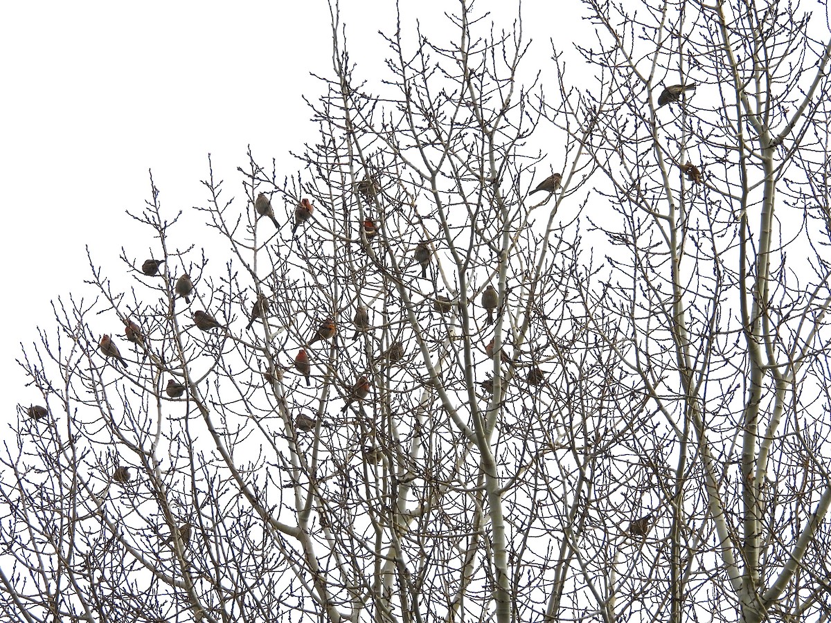 House Finch - ML647421749