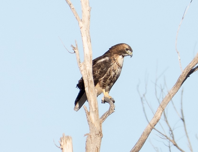 Zapelatz buztangorria - ML647421753