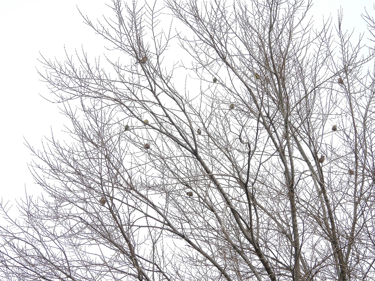 Lesser Goldfinch - ML647421761