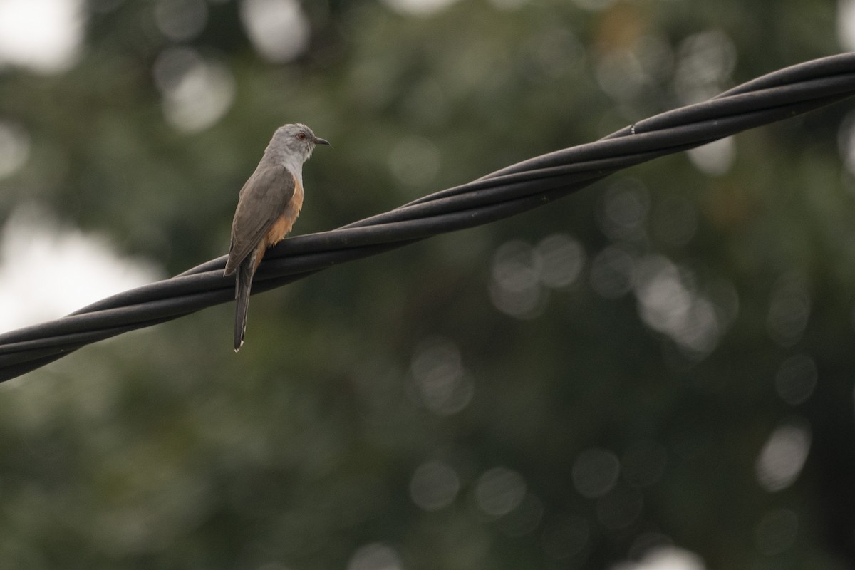 Plaintive Cuckoo - ML647421763