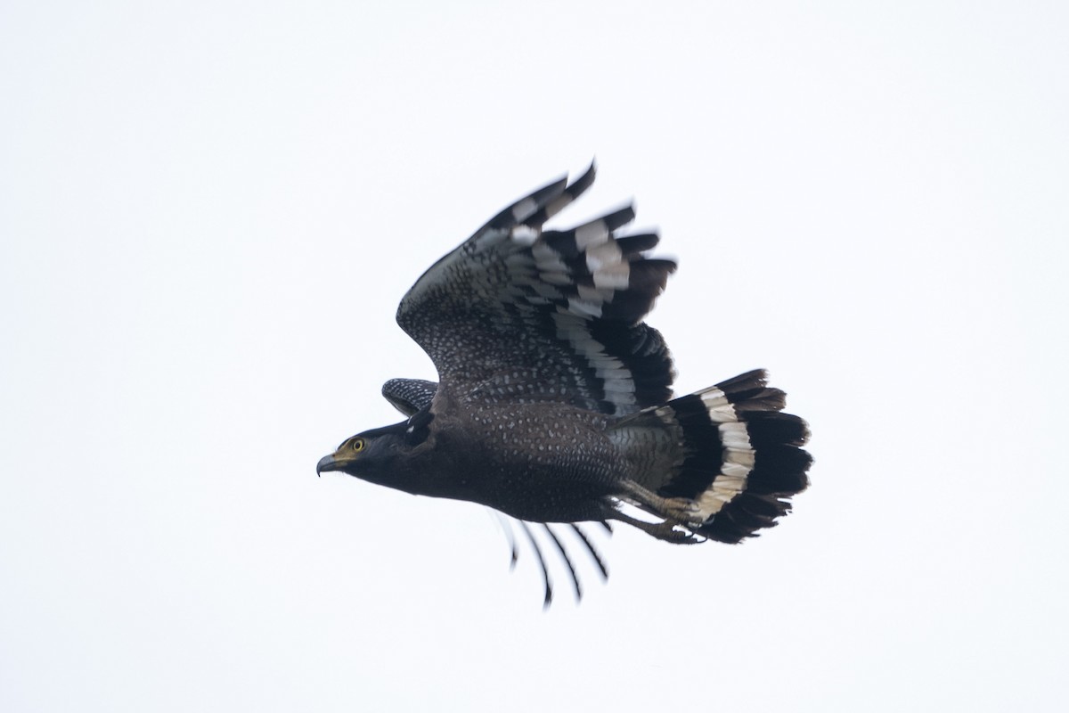 Crested Serpent-Eagle - ML647421764