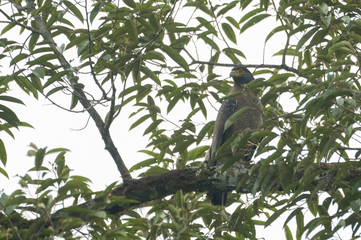 Crested Serpent-Eagle - ML647421765