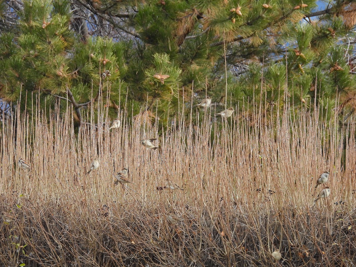 Gorrión Común - ML647421771