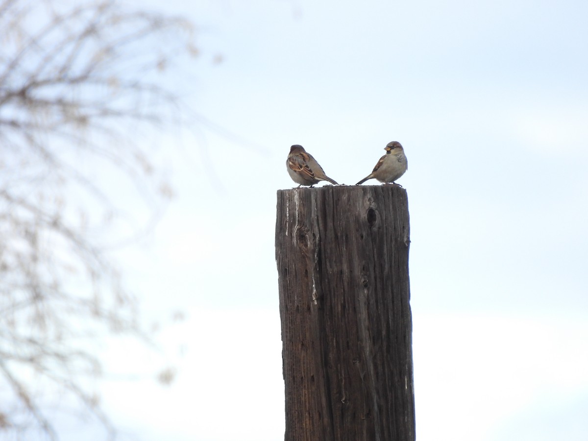 Gorrión Común - ML647421772