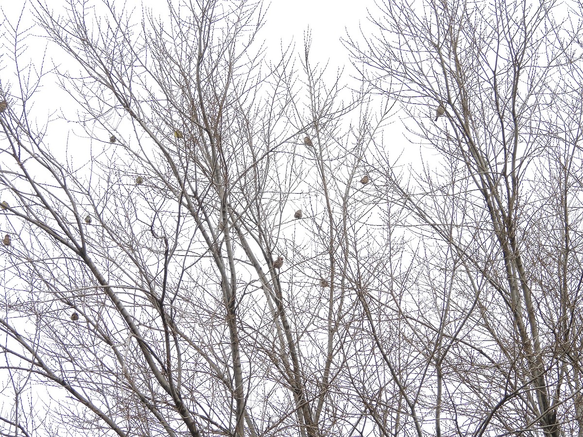 Lesser Goldfinch - ML647421791