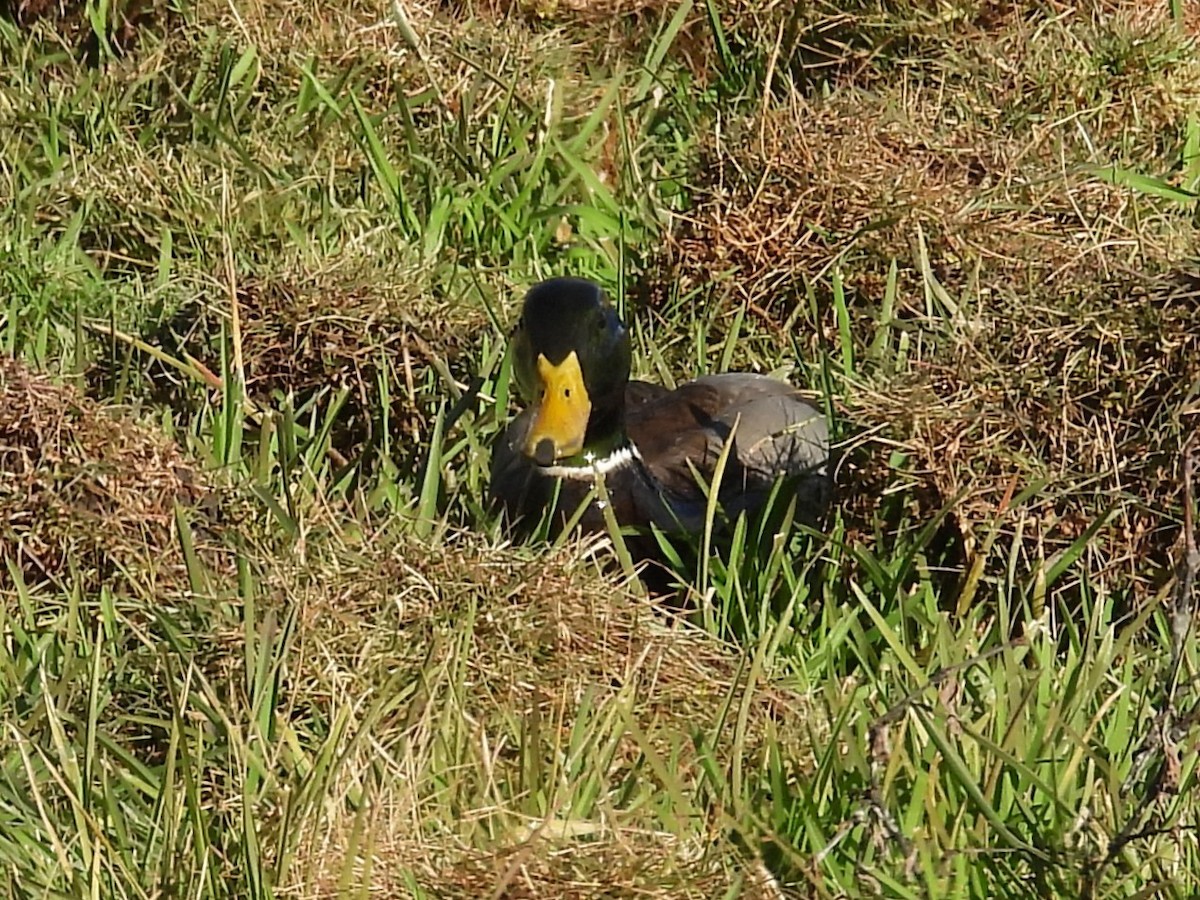 綠頭鴨 - ML647421801