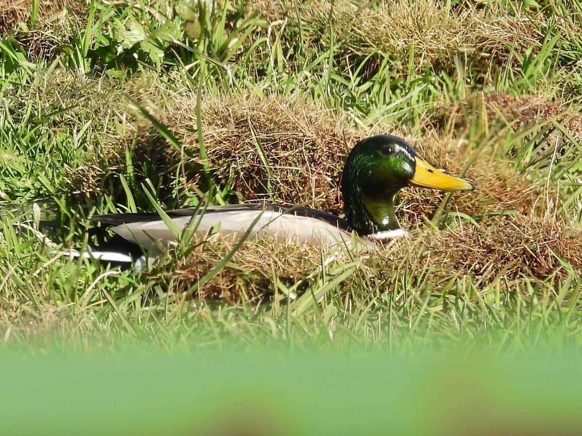 綠頭鴨 - ML647421802