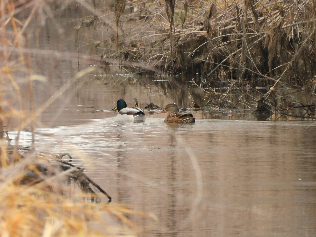 綠頭鴨 - ML647421803