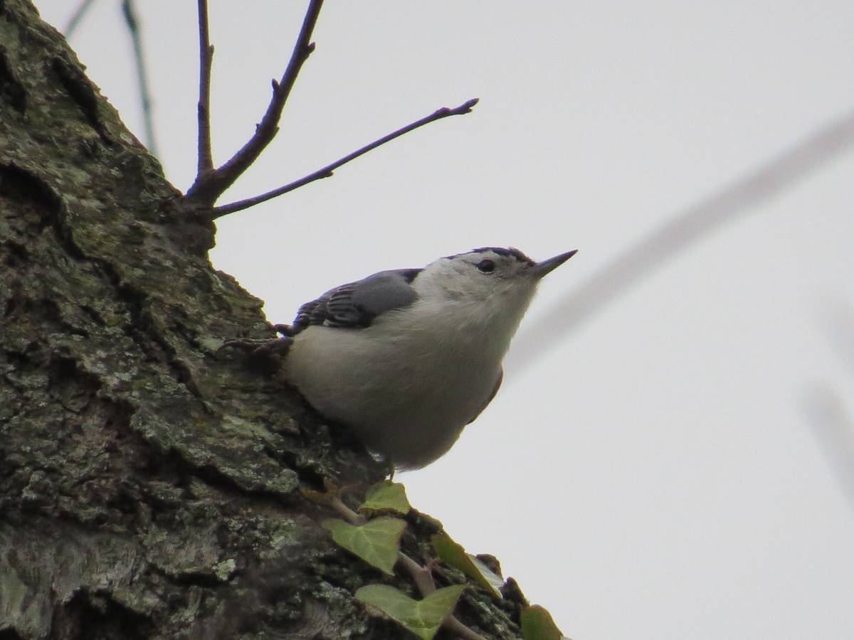 Weißbrustkleiber - ML647421804