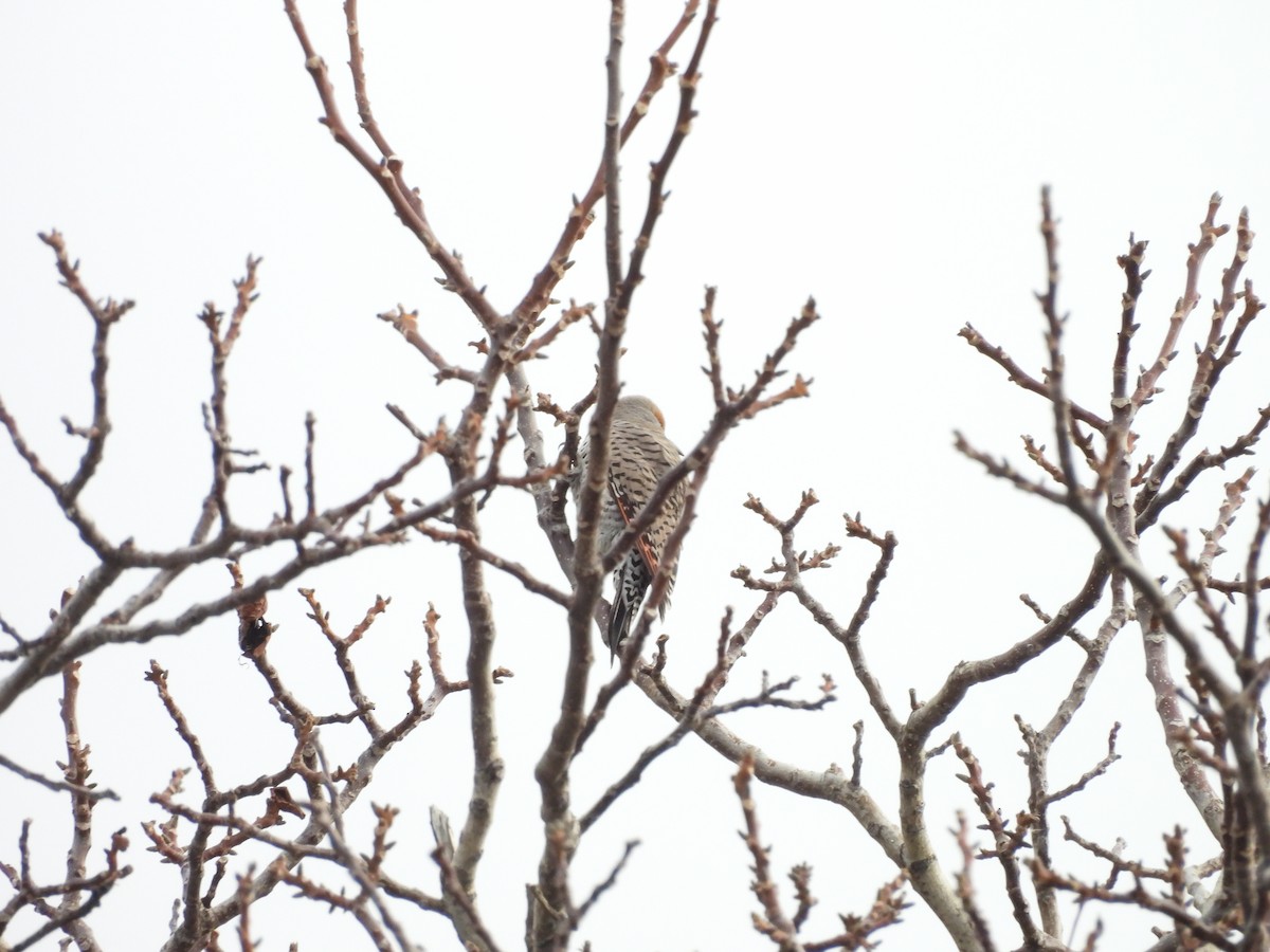 Northern Flicker - ML647421834