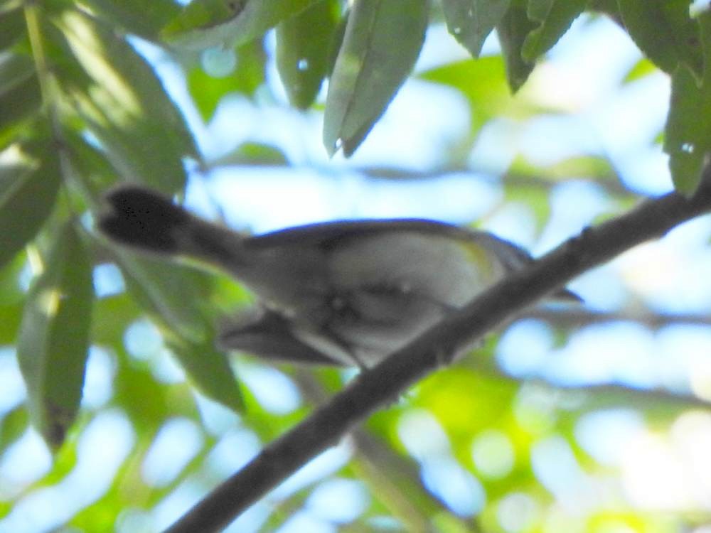 Горихвостковая древесница - ML647421840