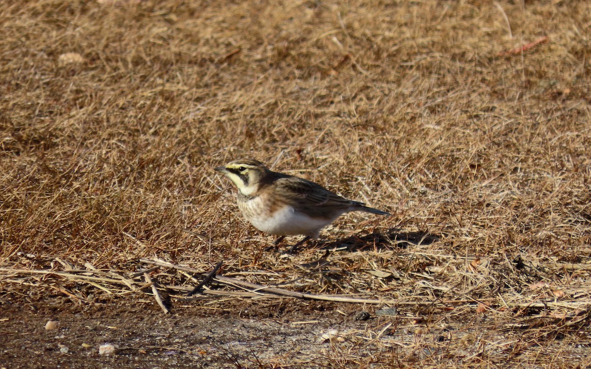 Horned Lark - ML647421841