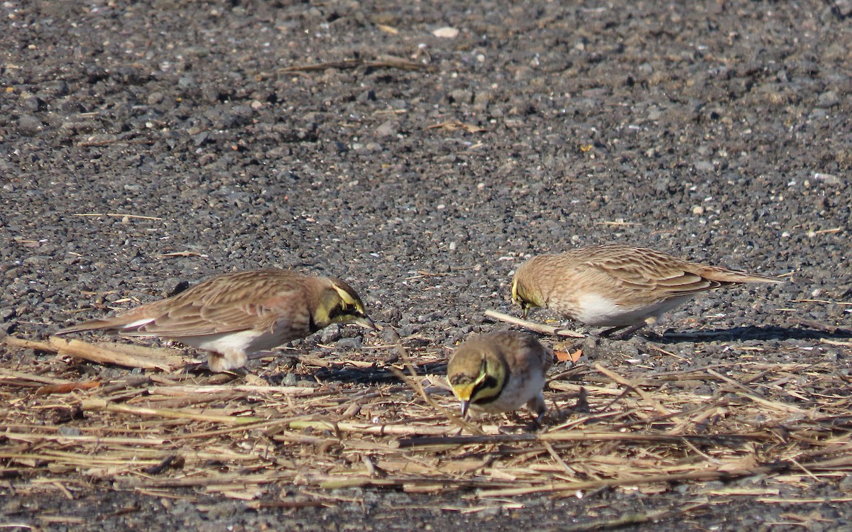 Horned Lark - ML647421847