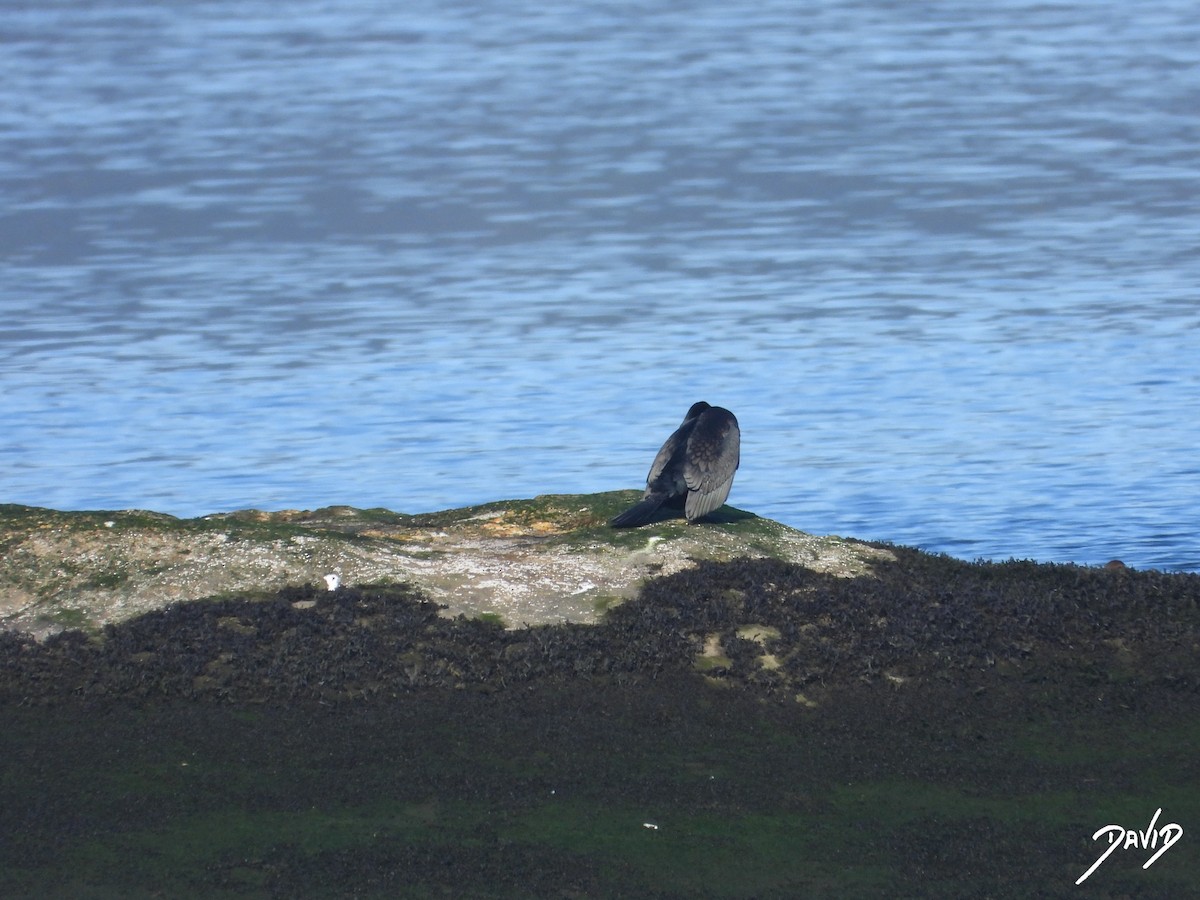 storskarv - ML647421849