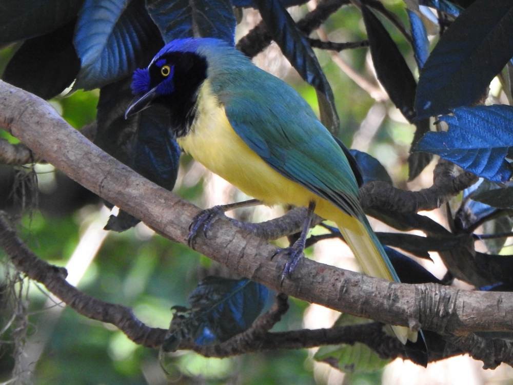 Inkablaurabe - ML647421865