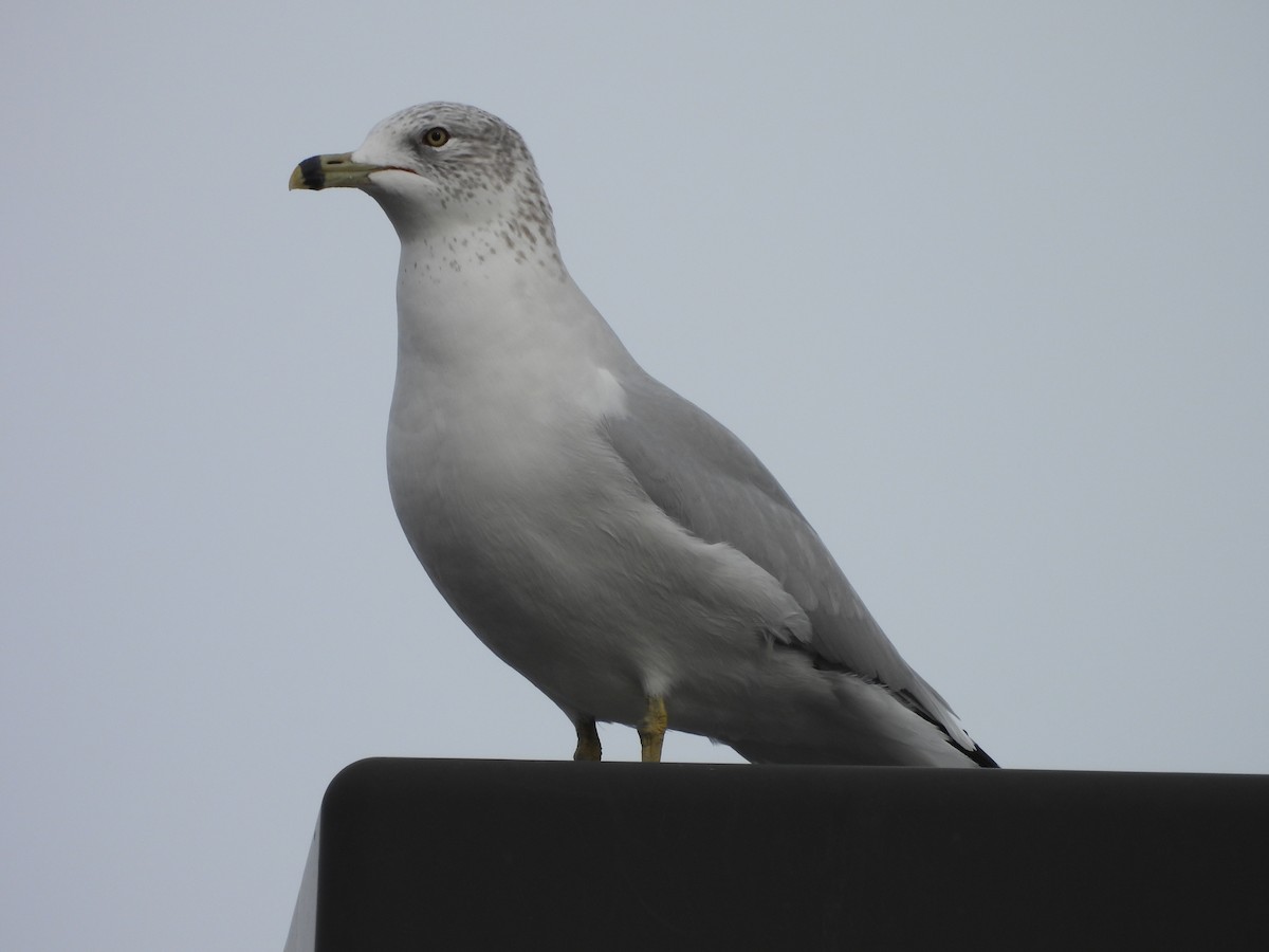 Ring-billed Gull - ML647421867