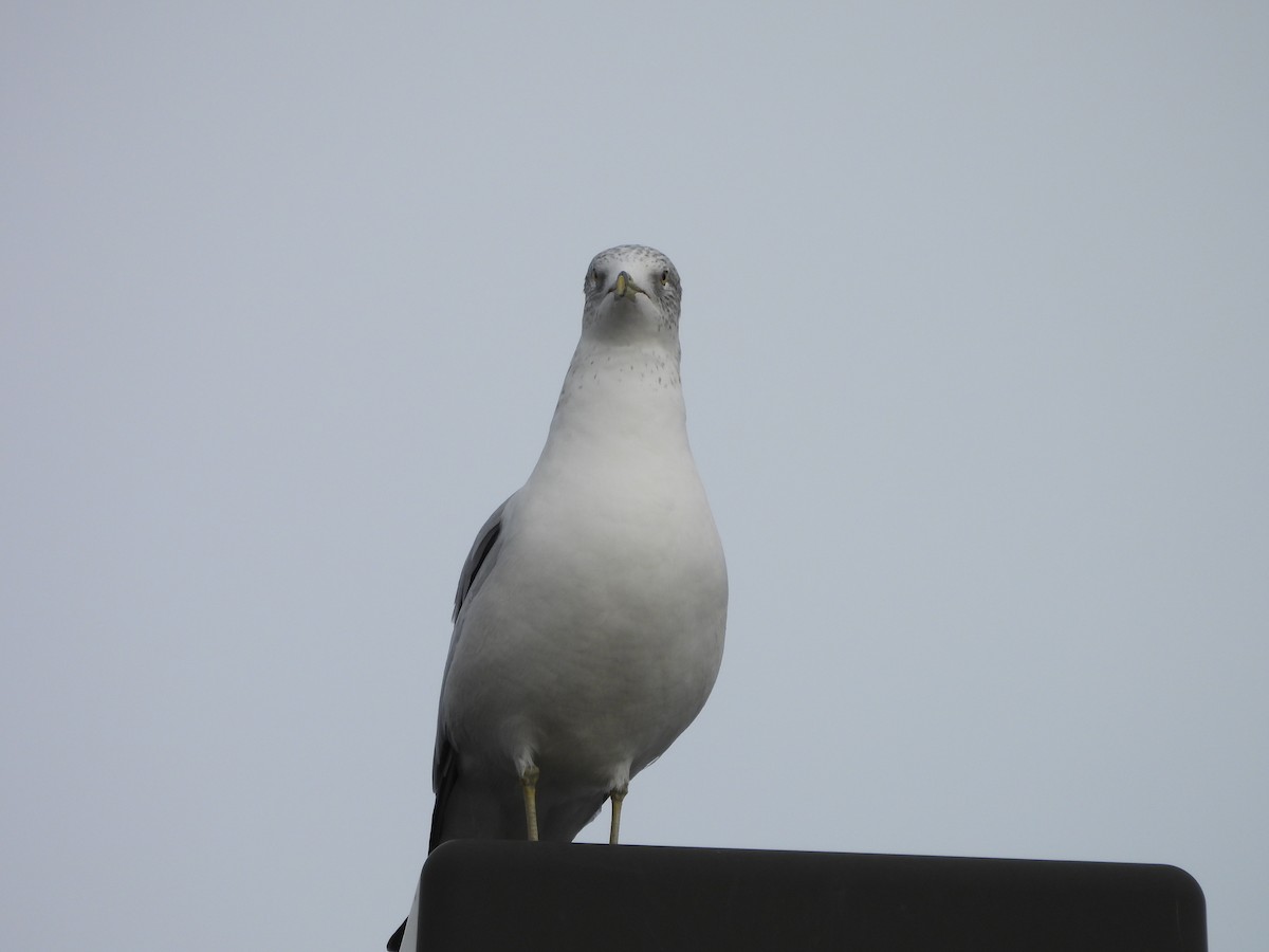 Ring-billed Gull - ML647421868