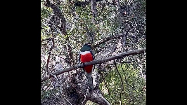 Coppery-tailed Trogon - ML647421879