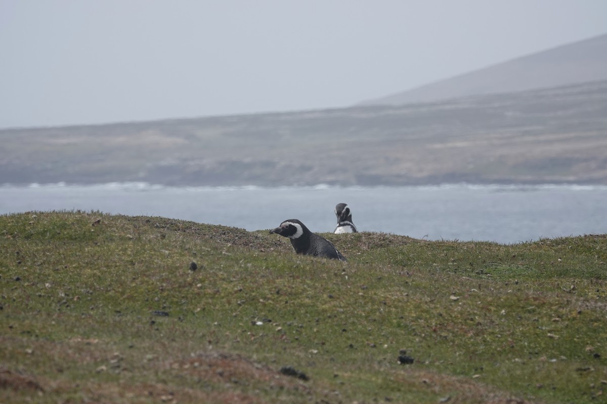 Magellanpinguin - ML647421880