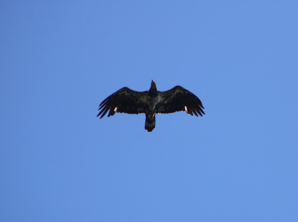 Bald Eagle - ML647421881
