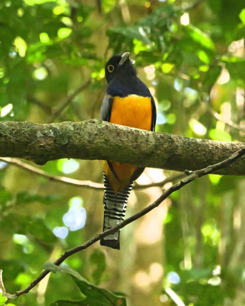 Mor Trogon - ML647421896