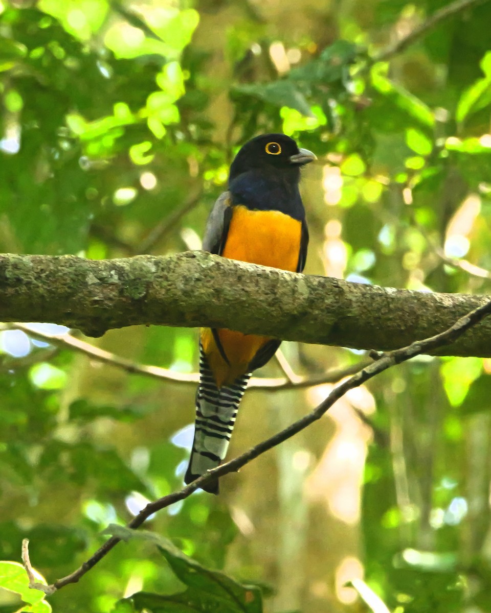 Mor Trogon - ML647421897