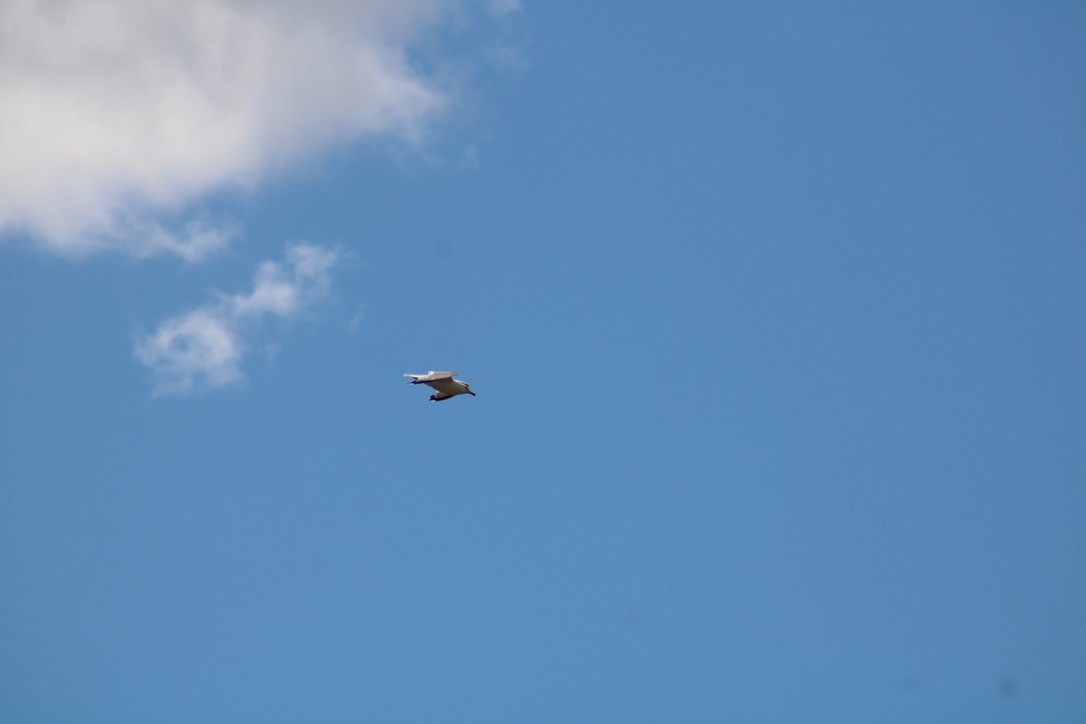 American Herring Gull - ML647421900