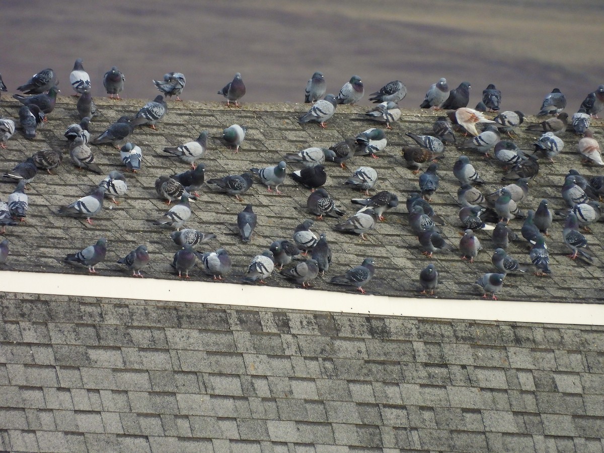 野鴿(野化) - ML647421904