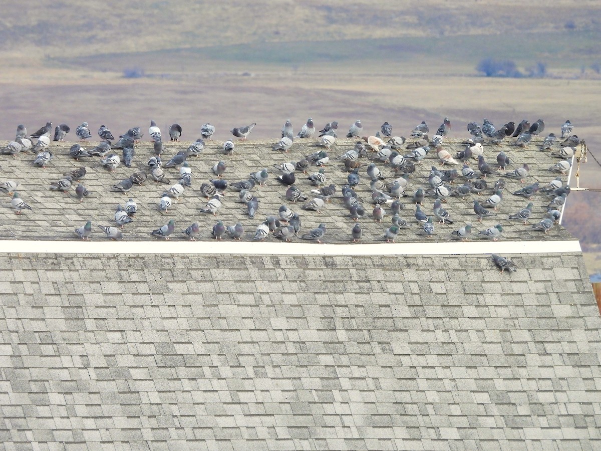 野鴿(野化) - ML647421905