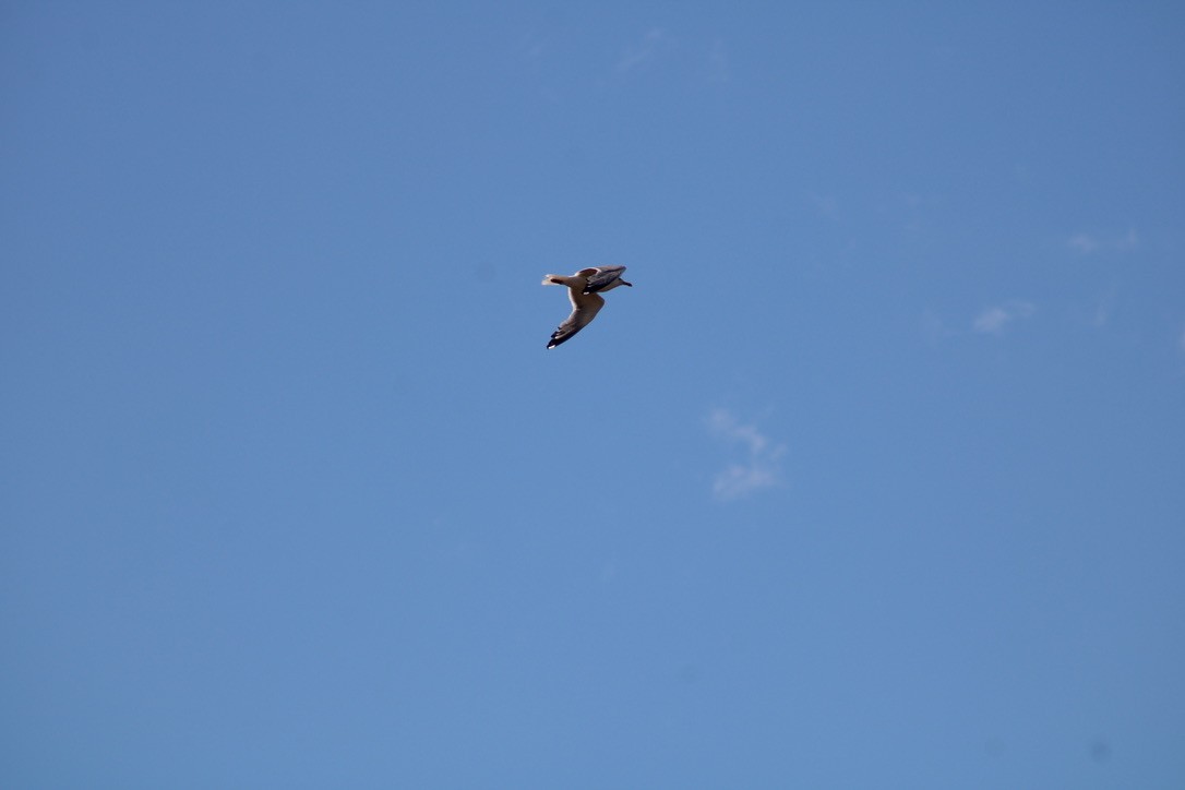 American Herring Gull - ML647421912