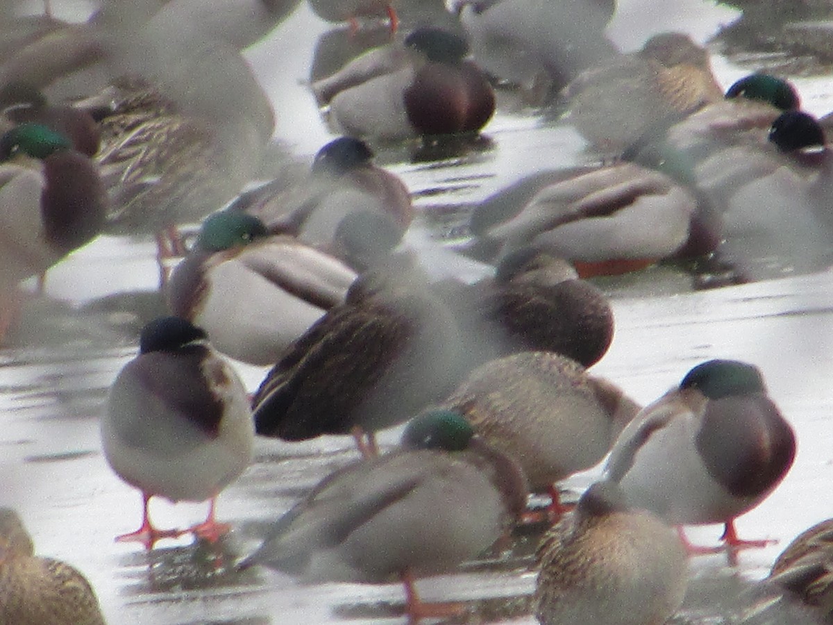 Ahate iluna - ML647421914