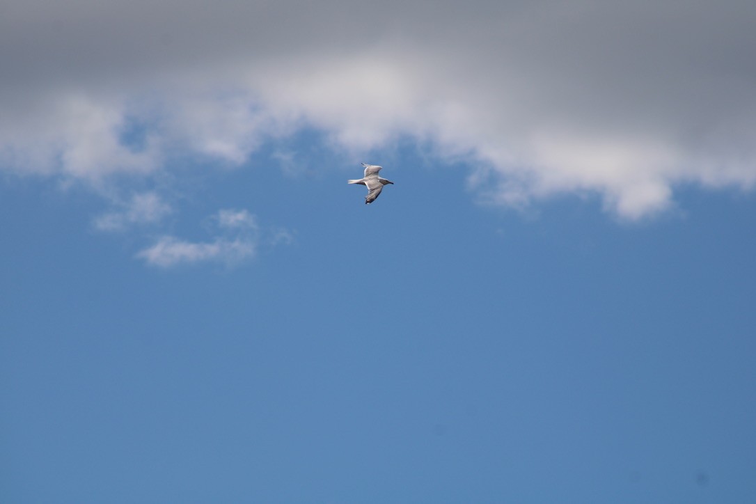 American Herring Gull - ML647421916