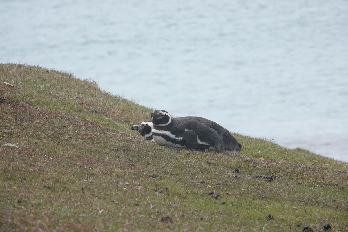 Magellanpinguin - ML647421917