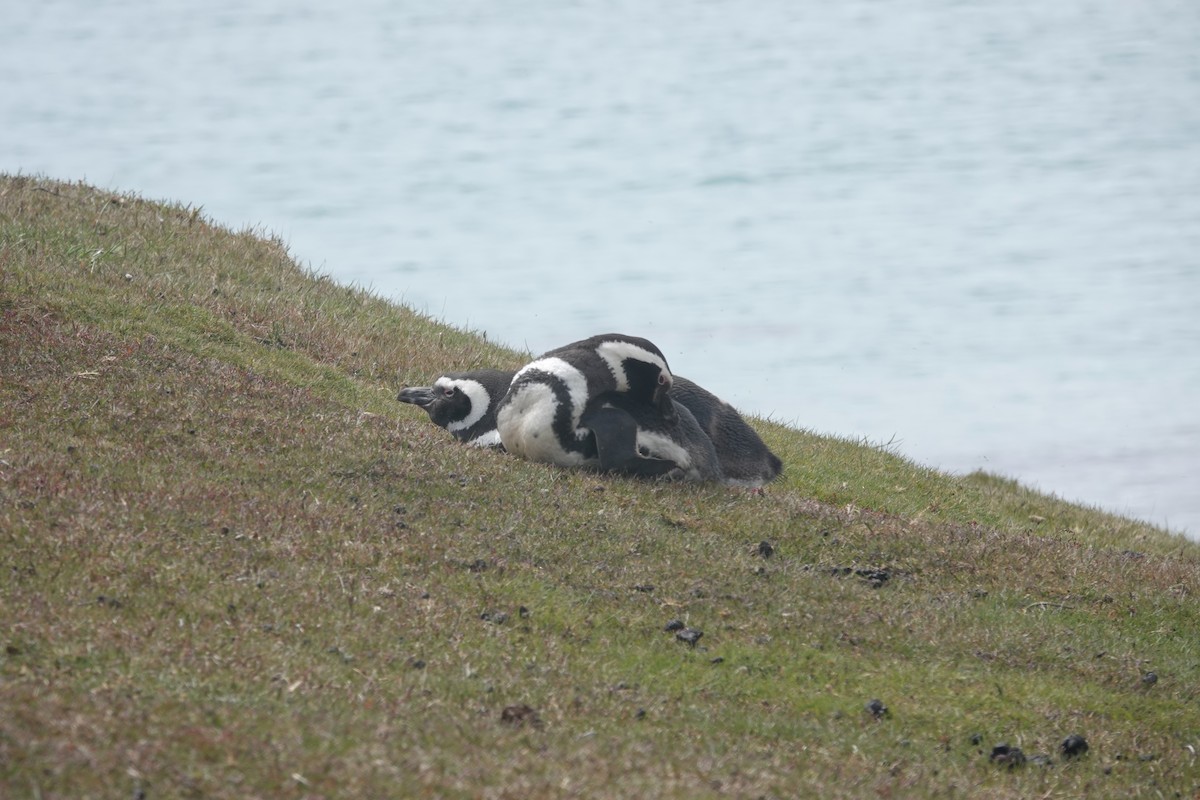 Magellanpinguin - ML647421918