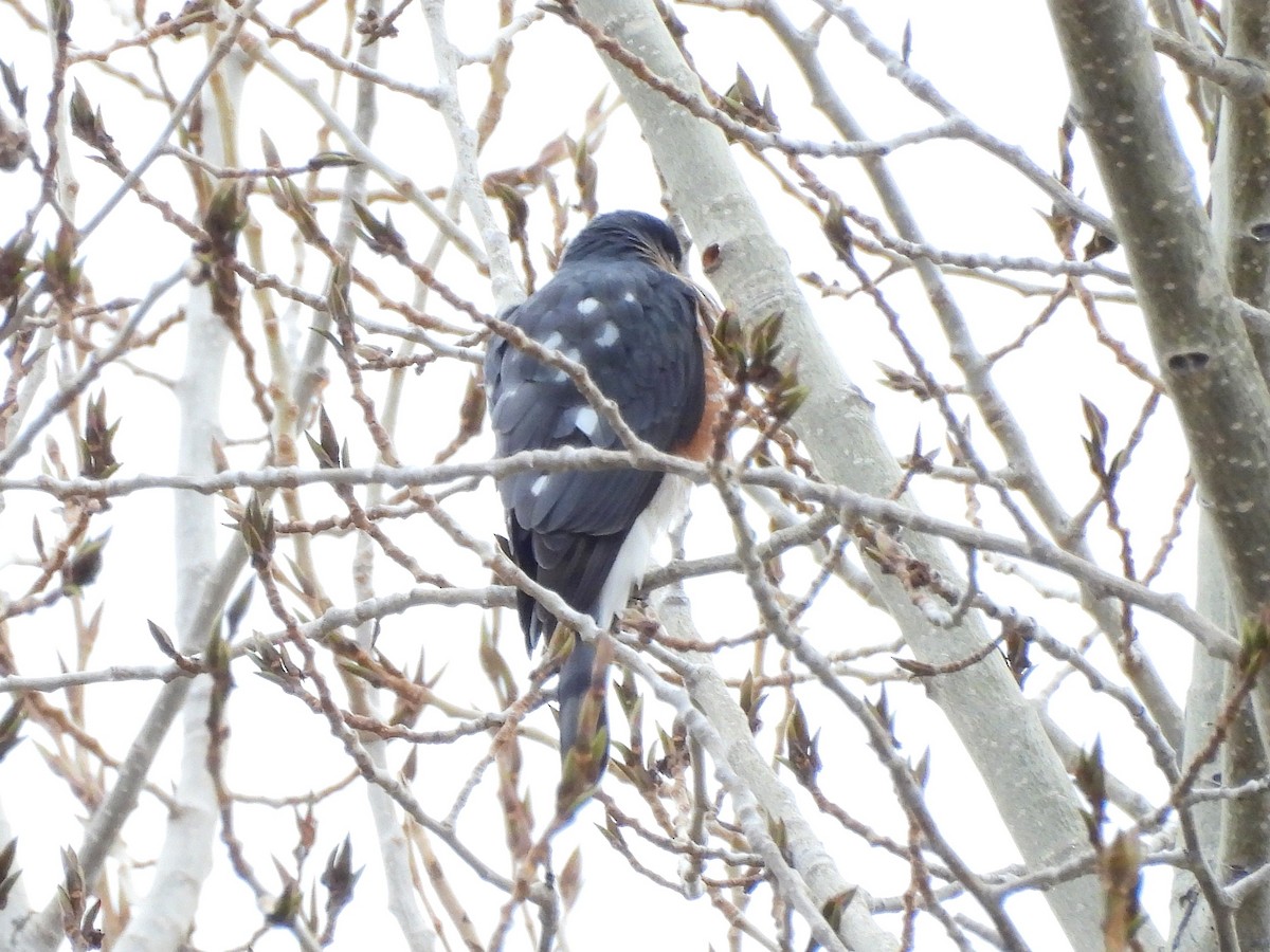 Sharp-shinned Hawk - ML647421919