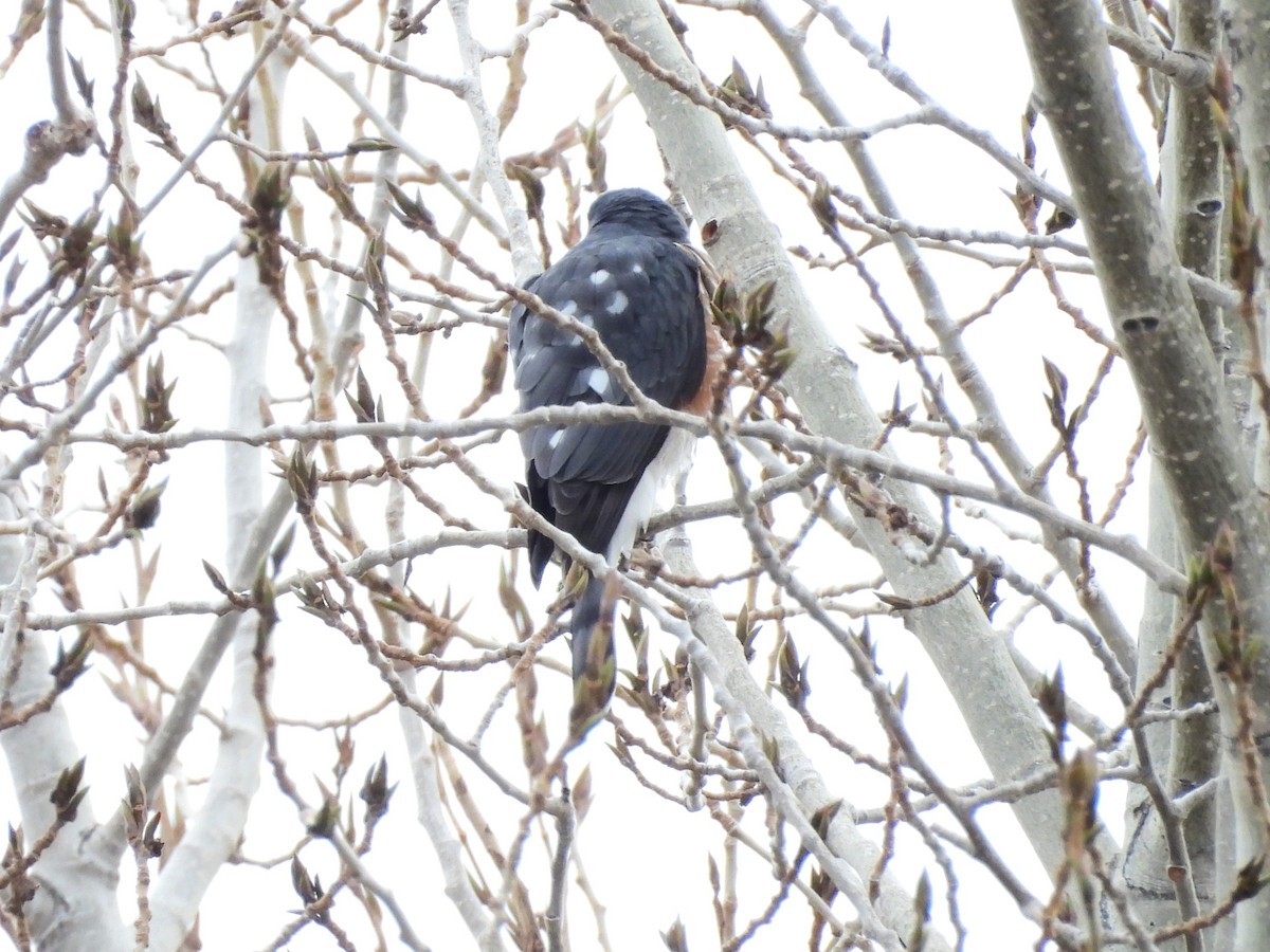 Sharp-shinned Hawk - ML647421920