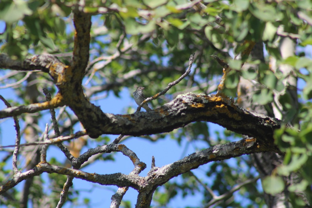 Chipping Sparrow - ML647421925
