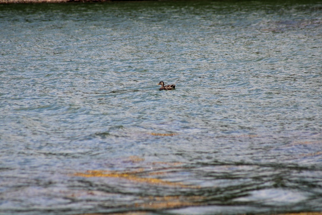 Mallard - ML647421937