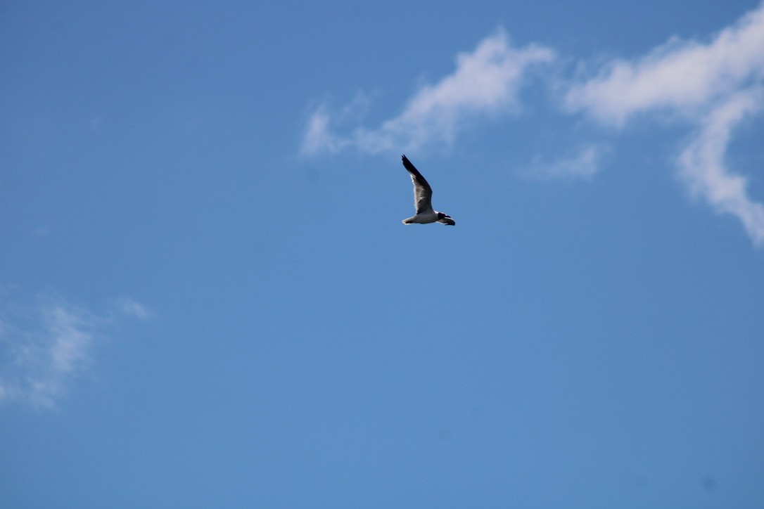Laughing Gull - ML647421944