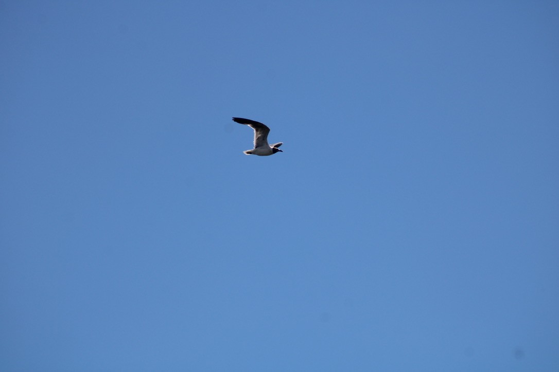 Laughing Gull - ML647421945