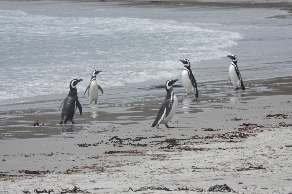 Magellanpinguin - ML647421996