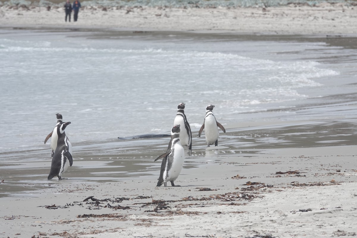 Magellanpinguin - ML647422001