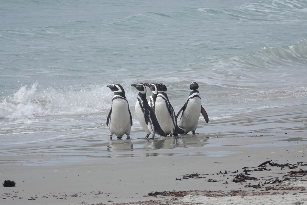 Magellanpinguin - ML647422005