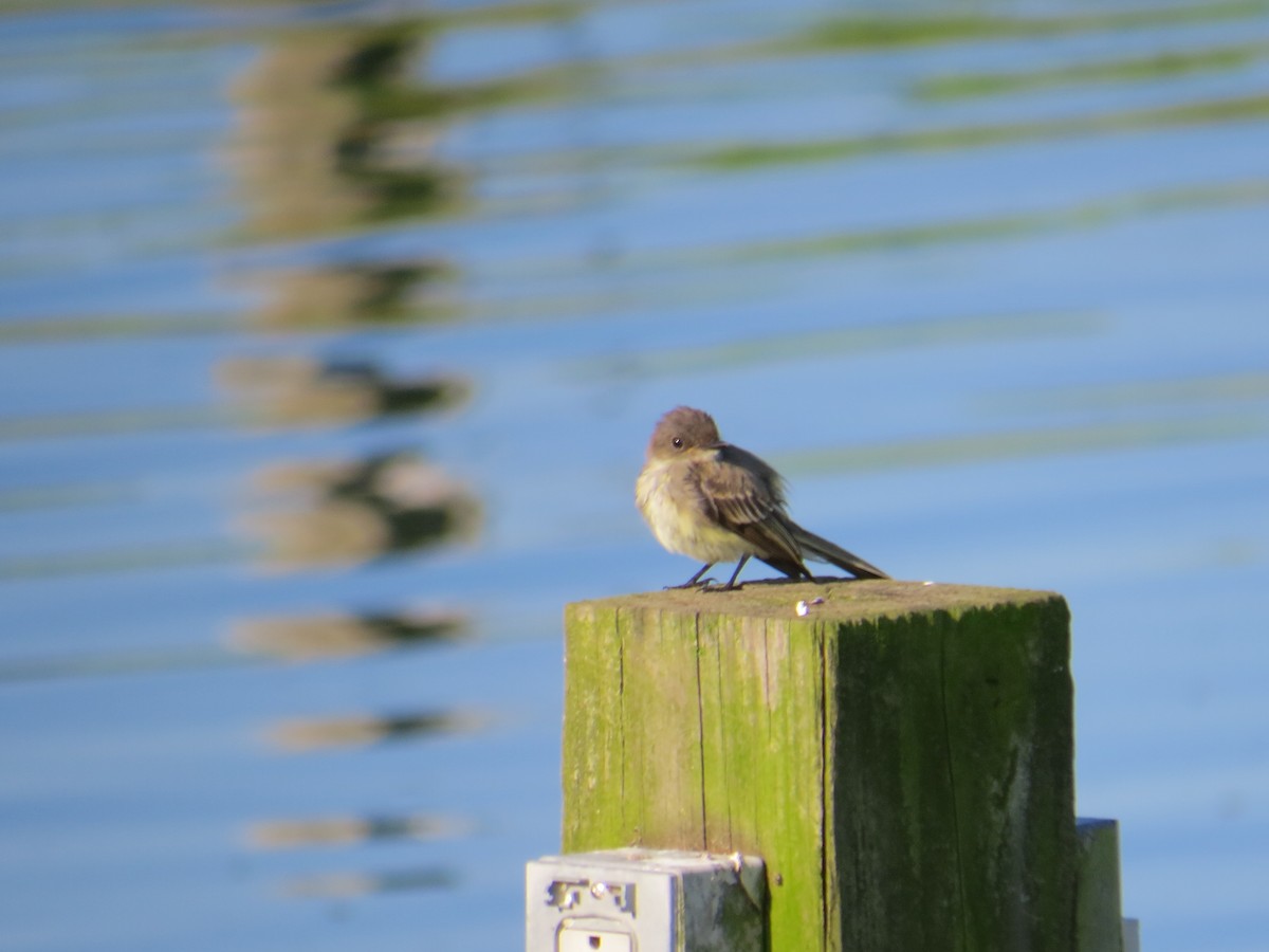 Eastern Phoebe - Phil Cantino