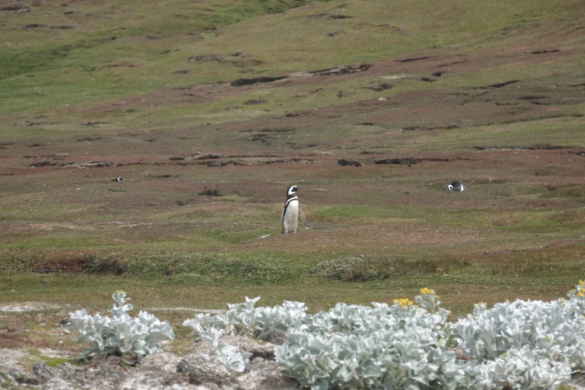 Magellanpinguin - ML647422010