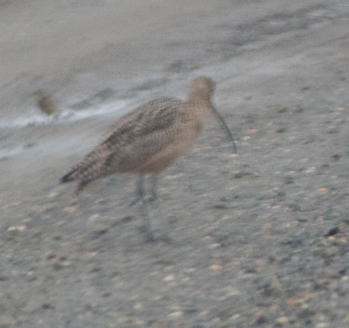 Кульон американський - ML647422033