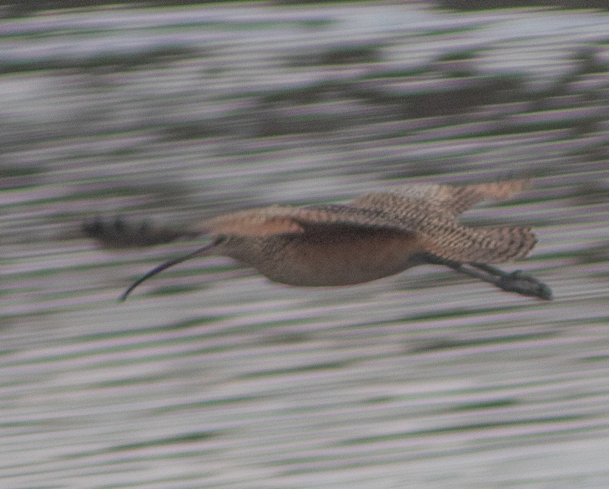 Кульон американський - ML647422034