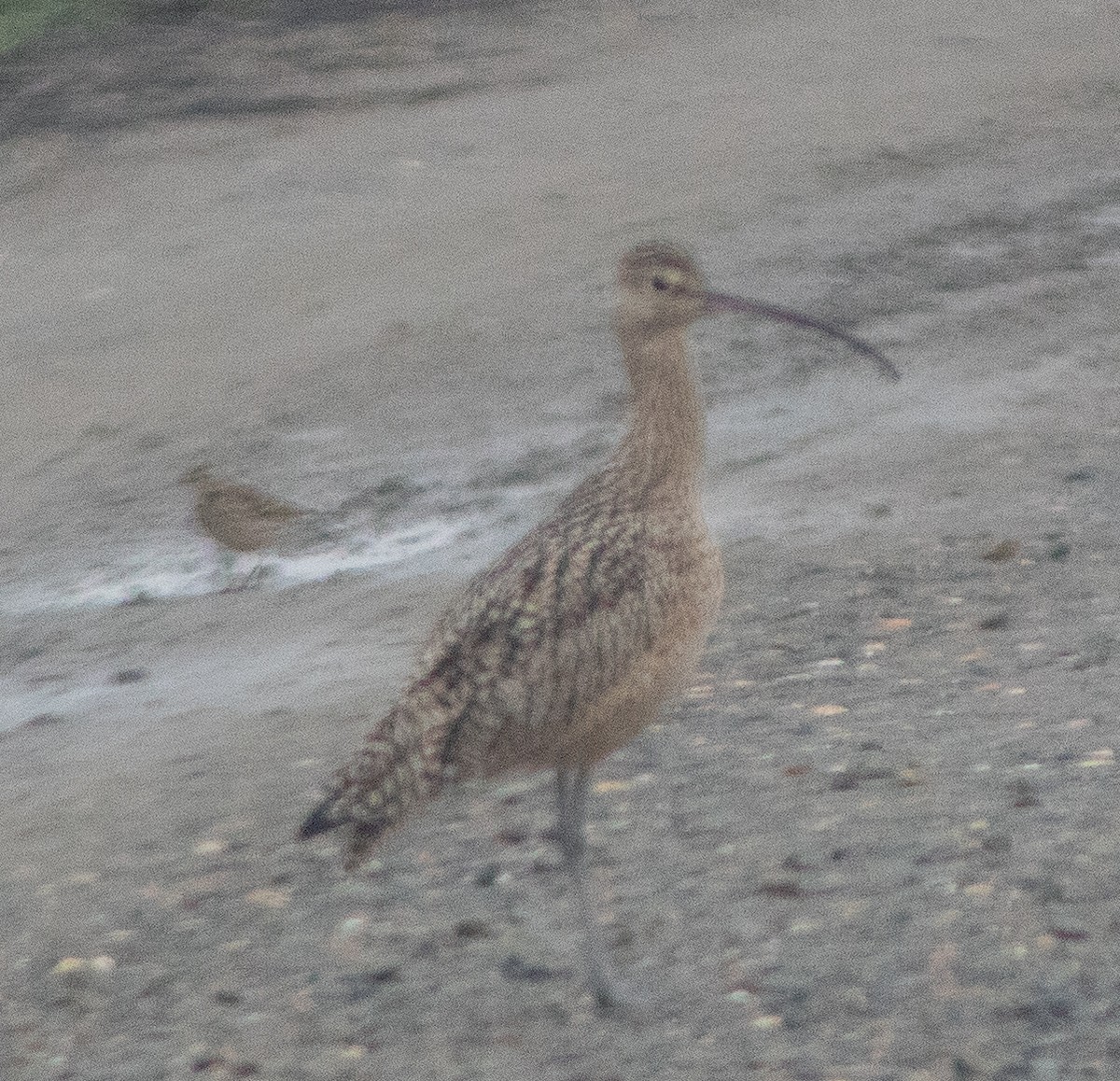 Кульон американський - ML647422035