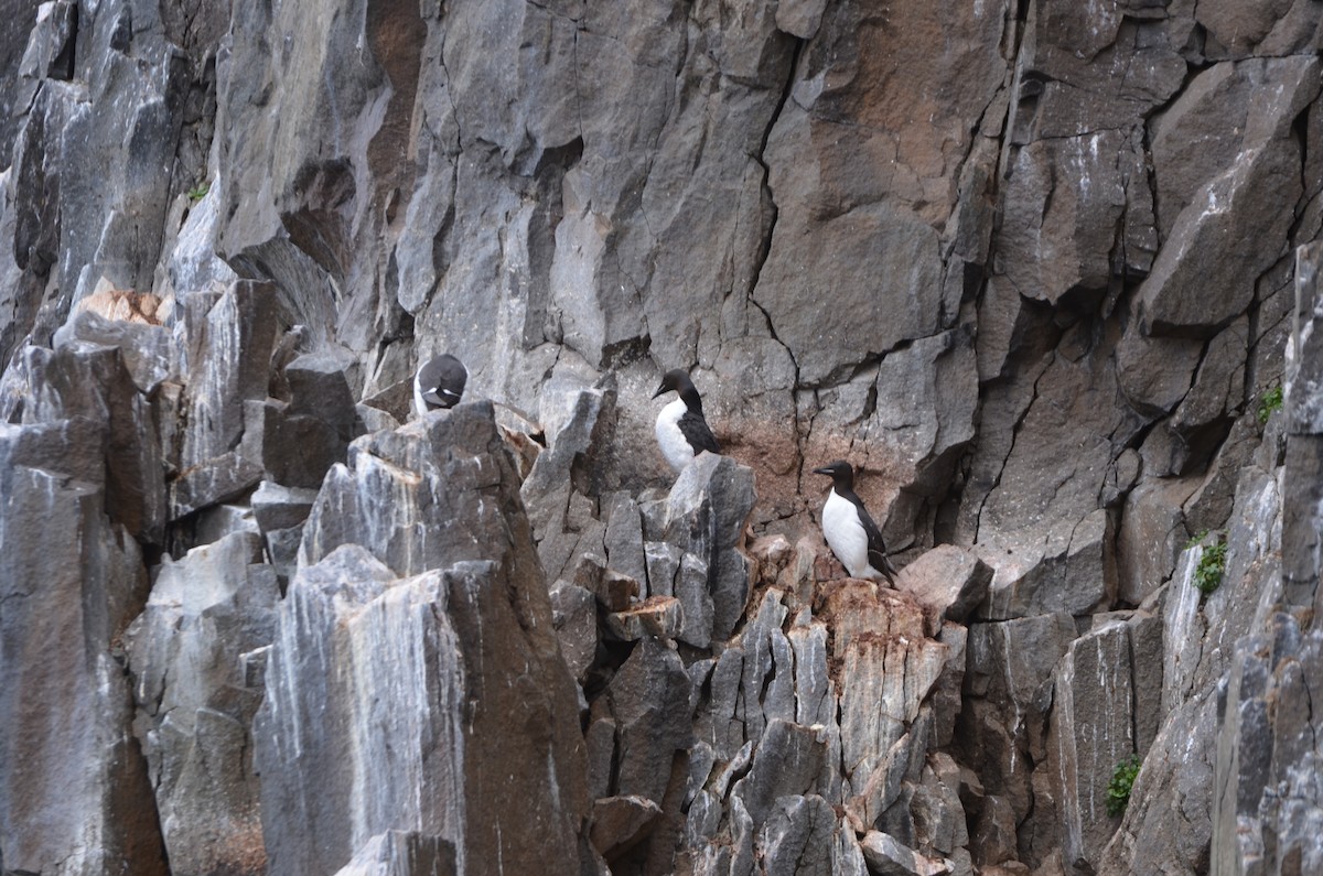 Толстоклювая кайра - ML647422096